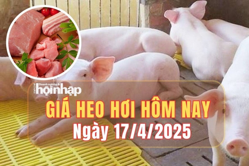 Giá Heo Hơi Hôm Nay 17-4-2025