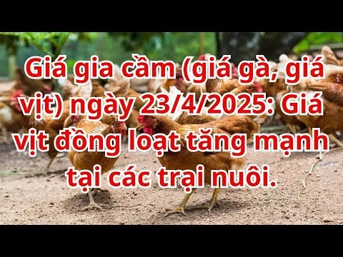 Giá gia cầm hôm nay ngày 23-4-2025