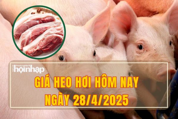 Giá Heo Hơi Hôm Nay 28-04-2025