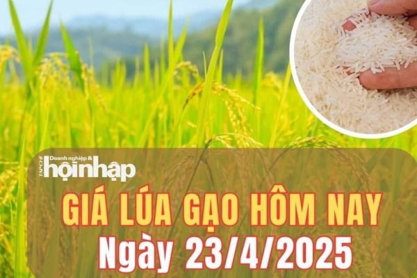 Giá Lúa Gạo Hôm Nay 23-04-2025