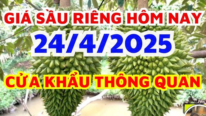 Giá Sầu Riêng Hôm Nay 24-04-2025