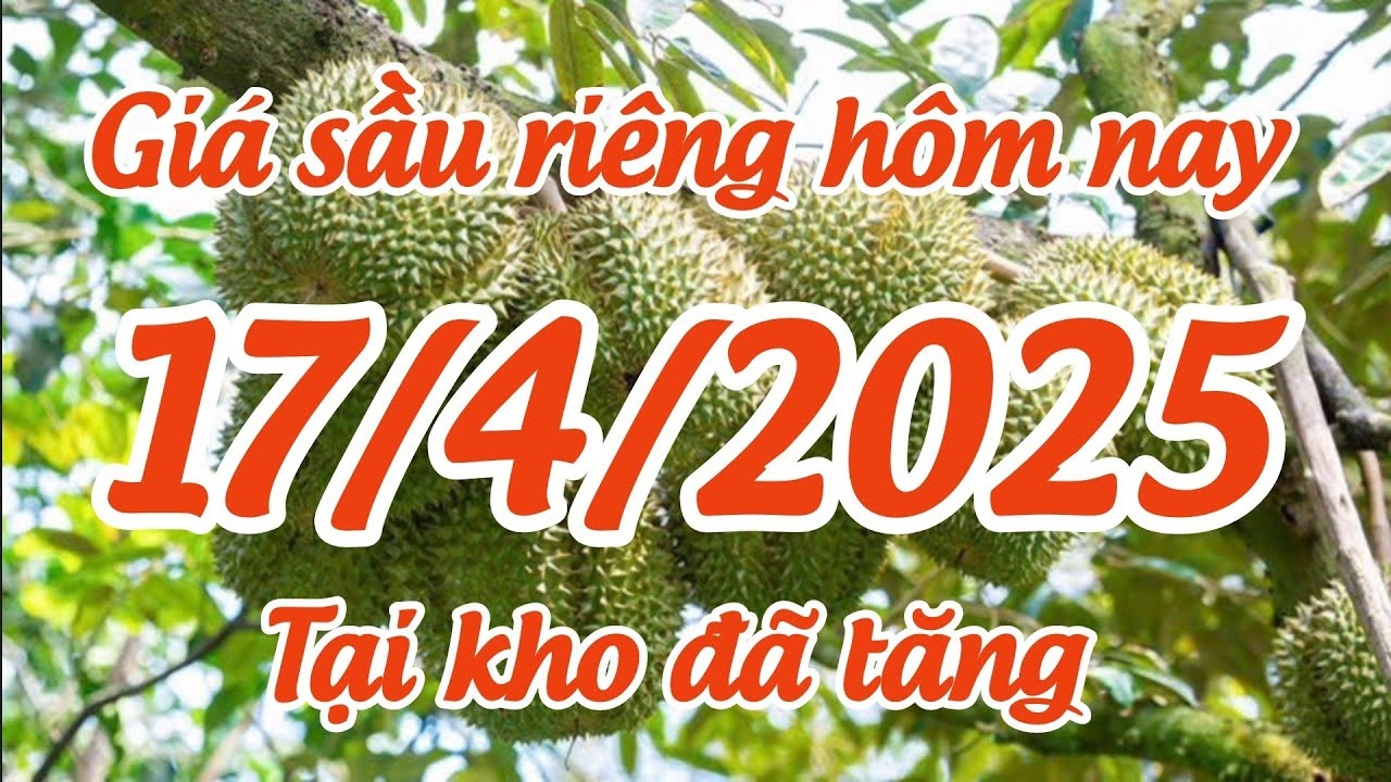 Giá Sầu Riêng Hôm Nay 17-4-2025
