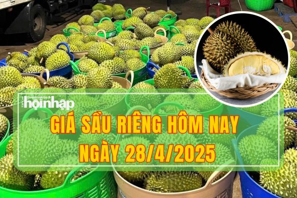 Giá Sầu Riêng Hôm Nay 28-04-2025