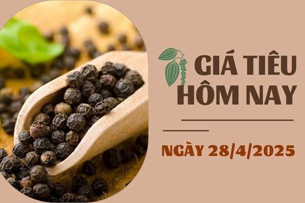 Giá Tiêu Hôm Nay 28-04-2025