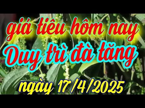 Giá Tiêu Hôm Nay 17-4-2025